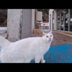 フェリー乗り場の猫ちゃん、近づくとクルッと背中向けて腰トントン要求が可愛すぎた(YouTube)