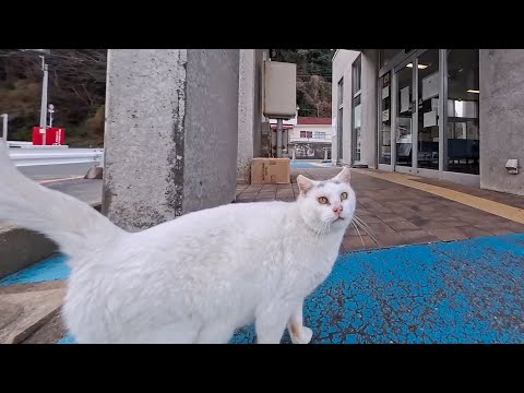 フェリー乗り場の猫ちゃん、近づくとクルッと背中向けて腰トントン要求が可愛すぎた(YouTube)
