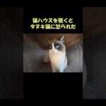 猫ハウスを覗くとタヌキ猫に怒られた #猫 #ねこ #cat(YouTube)