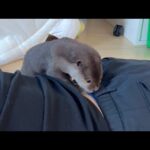 猫とイチャイチャする猫、人とイチャイチャするカワウソ A cat cuddling with another cat, an otter cuddling with a person(YouTube)