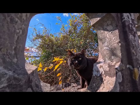 神社の階段下で猫と出会い、崖の上の神社へ一緒に参拝したら心が浄化された(YouTube)