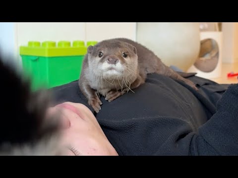 カワウソと猫に乗っかられベッドにされいいようにされる飼い主 I turned into a bed by ottersand cat(YouTube)