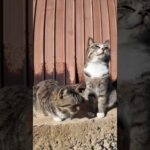 動画撮るって言ったら島の猫たち集まってくれました笑(YouTube)