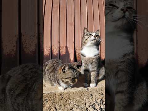 動画撮るって言ったら島の猫たち集まってくれました笑(YouTube)
