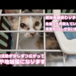 避妊手術終了  生後3か月以上なのに体重1㎏しかないガリガリ  はるや地域猫になりますよ～   2026 01 30 1(YouTube)