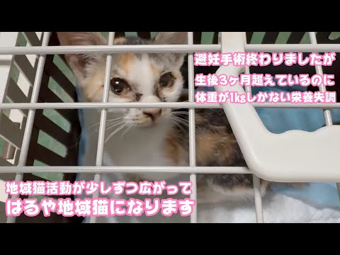 避妊手術終了  生後3か月以上なのに体重1㎏しかないガリガリ  はるや地域猫になりますよ～   2026 01 30 1(YouTube)