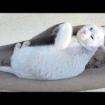 白猫が他の縄張りまで遠征してきて新入り猫達を追いかけ回す(YouTube)