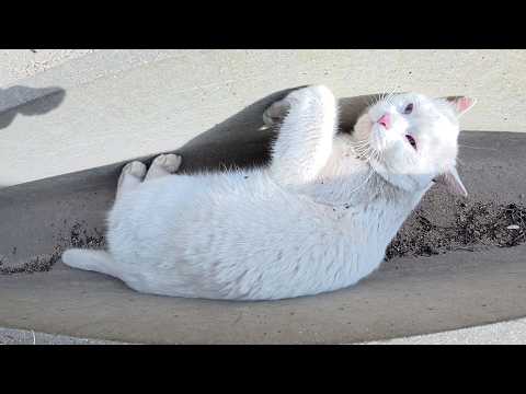白猫が他の縄張りまで遠征してきて新入り猫達を追いかけ回す(YouTube)