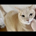 帰宅したお父さんをフガフガ言いながらリビングまでエスコートする猫(YouTube)