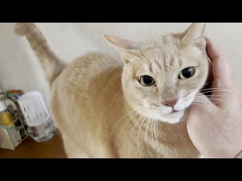 帰宅したお父さんをフガフガ言いながらリビングまでエスコートする猫(YouTube)