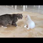 初めてボス猫にお説教された新入り子猫が何も言い返せずにこうなってました…笑(YouTube)