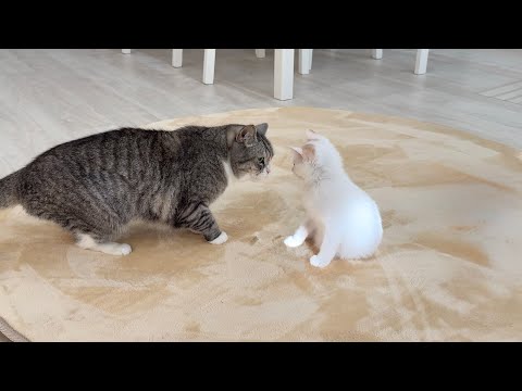 初めてボス猫にお説教された新入り子猫が何も言い返せずにこうなってました…笑(YouTube)