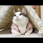 ピチピチのちゃんちゃんこを着たらムチムチの猫(YouTube)