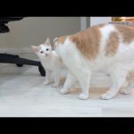 新入り子猫がキャットタワーから転落した瞬間の先輩猫の反応が神すぎてこうなっちゃいました…(YouTube)