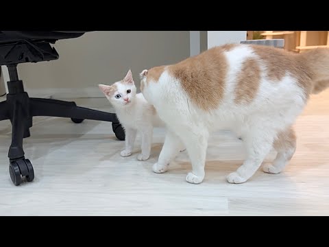 新入り子猫がキャットタワーから転落した瞬間の先輩猫の反応が神すぎてこうなっちゃいました…(YouTube)