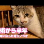 断脚手術から半年 元気です  3本脚で片玉のノラオ   2026 01 02 1(YouTube)