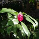 井の頭自然文化園 花ごよみ動画 ツバキ（菊冬至）の開花(YouTube)