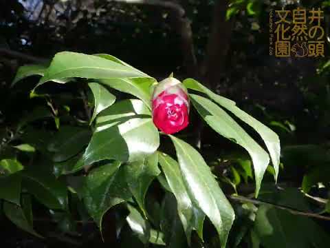 井の頭自然文化園 花ごよみ動画 ツバキ（菊冬至）の開花(YouTube)