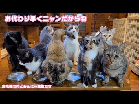 お代わり早くにゃんだからね  お陰様でみにゃさん殆ど元気です   2026 01 28 1(YouTube)
