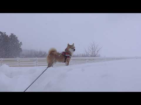吹雪の中、柴犬が格好良く佇む理由がこれ(YouTube)