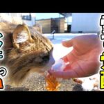 新年早々滅多に降らない雪が降り、ボス吉の中を流れるノルウェージャンの血？が覚醒してしまいました‼(YouTube)