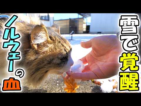 新年早々滅多に降らない雪が降り、ボス吉の中を流れるノルウェージャンの血？が覚醒してしまいました‼(YouTube)