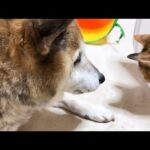 一人でいる猫を見つけると急いで側に駆け寄る柴犬が優しすぎます(YouTube)