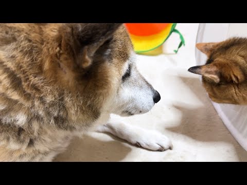 一人でいる猫を見つけると急いで側に駆け寄る柴犬が優しすぎます(YouTube)