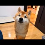 恋煩いの柴犬ハチ、落ち着いていられる⁉️そして明日は…(YouTube)