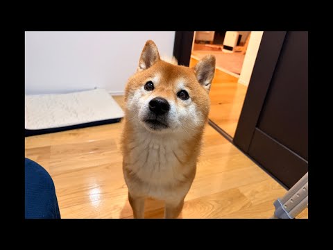 恋煩いの柴犬ハチ、落ち着いていられる⁉️そして明日は…(YouTube)