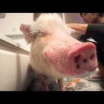 お風呂が気持ち良すぎて立ちながら寝てしまうミニブタ(YouTube)