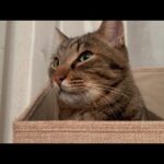 いつも何か企んでいる末っ子な猫(YouTube)