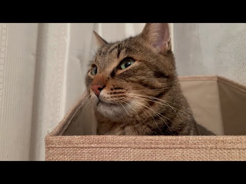 いつも何か企んでいる末っ子な猫(YouTube)