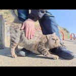 海辺の神社で、キジトラ猫が「モフって！」と足に頭をスリスリしてきた(YouTube)