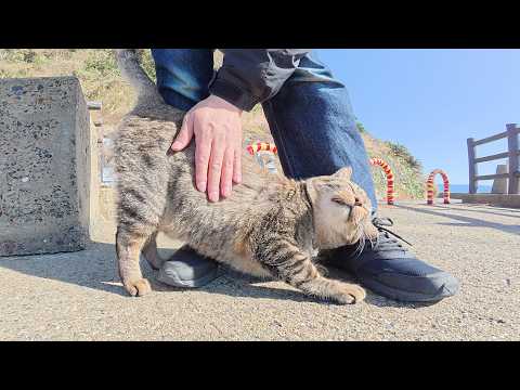 海辺の神社で、キジトラ猫が「モフって！」と足に頭をスリスリしてきた(YouTube)