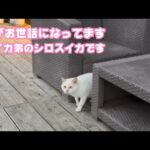 兄がお世話になってます  スイカ弟のシロスイカです  顔がそっくりです  今はナツちゃんと暮らしてます   2026 01 08 2(YouTube)