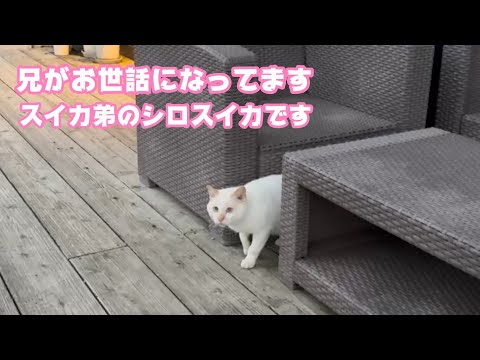 兄がお世話になってます  スイカ弟のシロスイカです  顔がそっくりです  今はナツちゃんと暮らしてます   2026 01 08 2(YouTube)