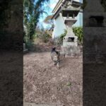 神社に行くと猫がモフられに出てきた(YouTube)