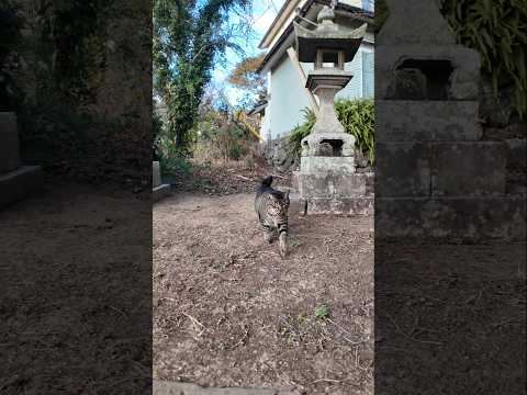 神社に行くと猫がモフられに出てきた(YouTube)