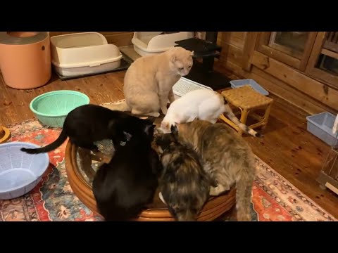 ナツが空に還りました(YouTube)