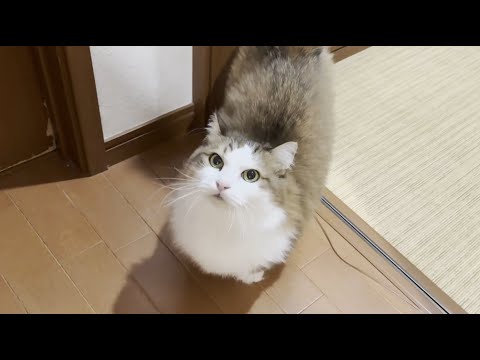 「ずっとご飯がほしいって言うてるのになぁ」と思ってる猫(YouTube)