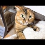 飼い主それぞれに甘え方も違うクセ強めな甘えん坊末っ子猫はこちらです(YouTube)