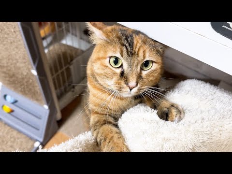 飼い主それぞれに甘え方も違うクセ強めな甘えん坊末っ子猫はこちらです(YouTube)