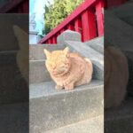 初詣に行ったら神社に猫いました(YouTube)