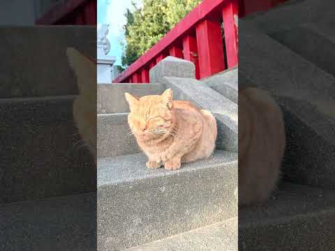 初詣に行ったら神社に猫いました(YouTube)