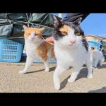 漁港へ行ったら、映りたがり屋の猫ちゃん達がカメラに突撃してきた(YouTube)