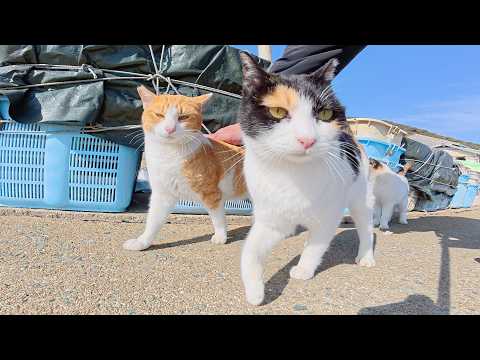 漁港へ行ったら、映りたがり屋の猫ちゃん達がカメラに突撃してきた(YouTube)