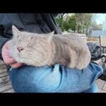 体重7kg超えのトトロ猫が人間の足が痺れるまでひざの上に居座る(YouTube)