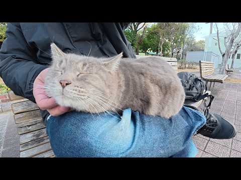 体重7kg超えのトトロ猫が人間の足が痺れるまでひざの上に居座る(YouTube)