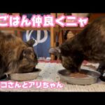 朝ご飯ん仲良くニャン  サビ猫偽姉妹ヨシコさんとアリちゃん   2026 01 31 1(YouTube)